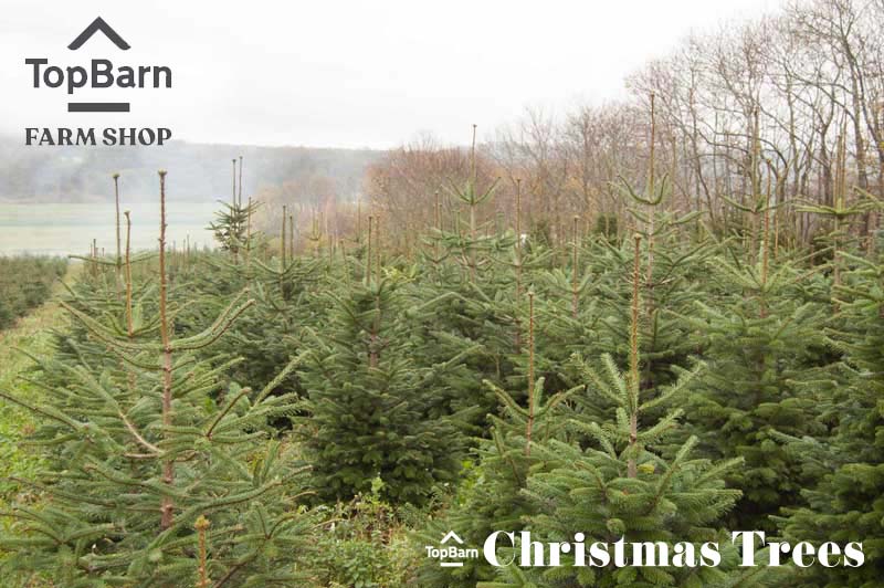 Top Barn Christmas Trees